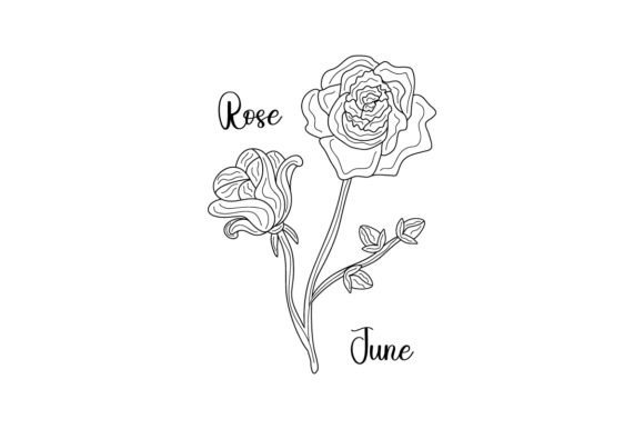 June Rose Line Art: A Designer’s Review